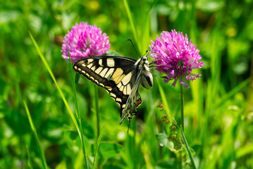 Old World Swallowtail or common yellow swallowtail (Papilio machaon) sitting on pink flower in Zurich, Switzerland