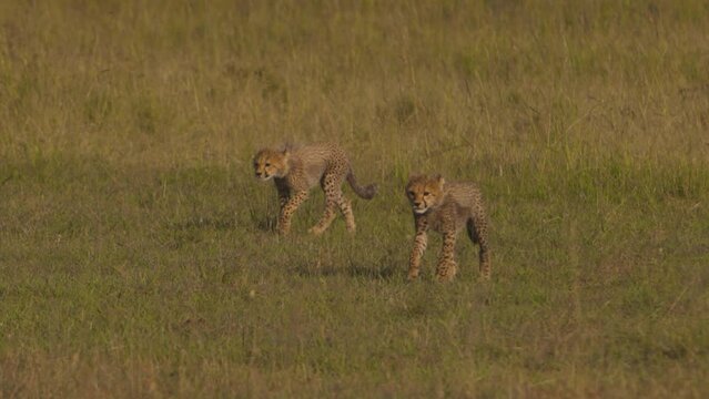 Cheetah cubs in Masai Mara Kenya National reserve. Wildlife animal in safari.
