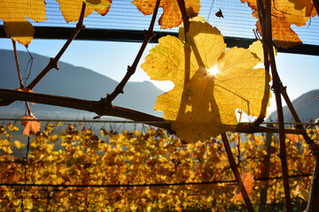 Weinrebe mit gelben Blättern im Herbst