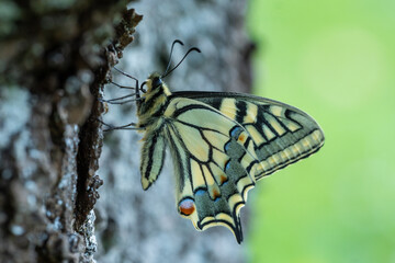 Schwalbenschwanz Schmetterling mit geschlossenen Flügeln am Kirschbaum - frisch geschlüpft