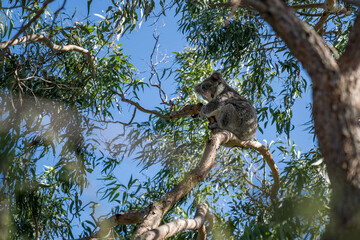 koala on a tree