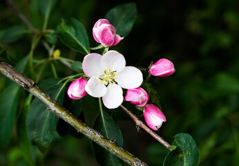 pink and white apple tree flowers