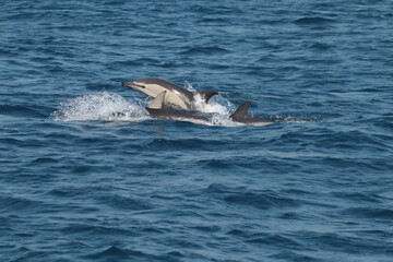 Delfines nadando