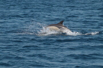 Fototapeta premium Delfines nadando
