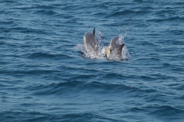 Obraz premium Delfines nadando