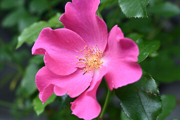 very beautiful pink rose flower