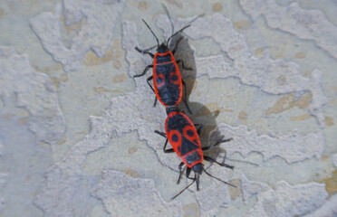 The red beetles clung to each other