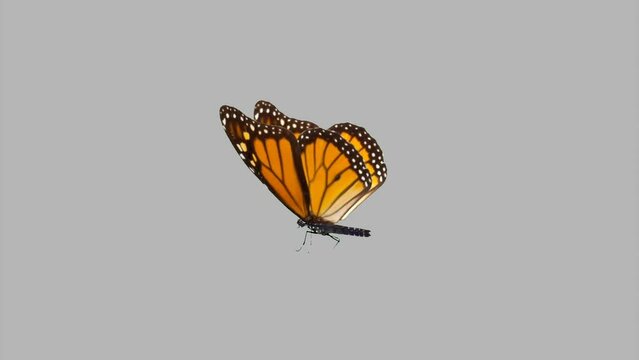 Colorful Monarch Butterfly Flying On Gray Screen Matte Background 4k Animation Stock Footage. 3D Butterfly Stock Videos.