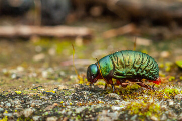 Macro di Larva di Chrysomelidae - Timarcha Pimelioides - su cemento e muschio