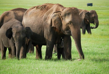 Elefanten dicht beisammen