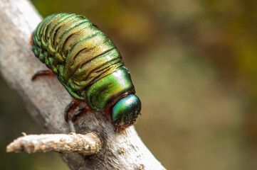 Macro di Larva di Chrysomelidae - Timarcha Pimelioides - su rametto di ulivo