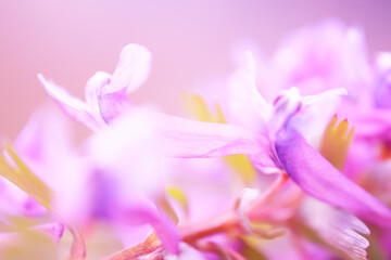 Fototapeta na wymiar bud purple flower macro spring background