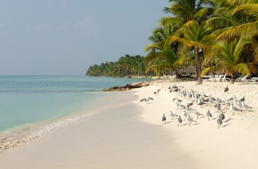 Seagulls on the Atlantic Ocean in the Dominican Republic. Seascape. Close-up. Selective focus.