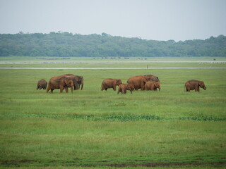 Fototapeta na wymiar Elefanten in einer Reihe