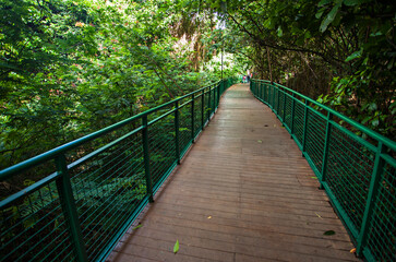 The Green and fresh of Babakan Siliwangi, a city forest with walking track in the center of Bandung City, West Java, Indonesia. 