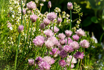 Spring gardening: Chives flowers