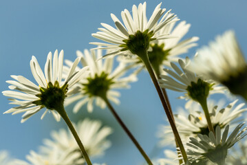 Spring gardening: Daisies seen from a worm's eye view