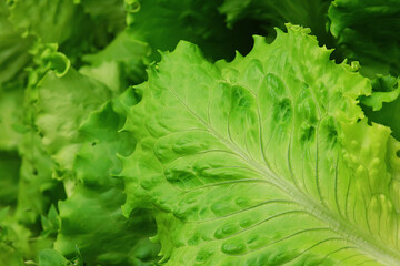 green lettuce leaves background spring food