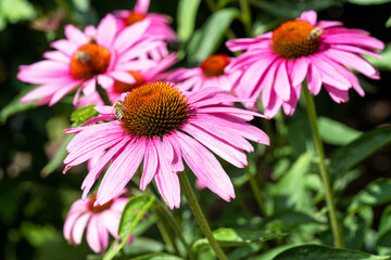 Obraz premium Coneflower, Echinacea purpurea