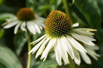 Coneflower, Echinacea purpurea