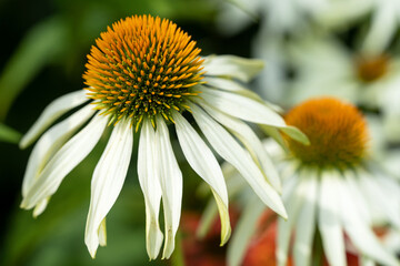 Coneflower, Echinacea purpurea