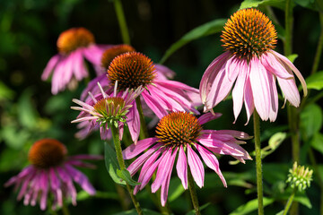 Fototapeta premium Coneflower, Echinacea purpurea
