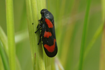 Closeup on an red and black froghopper, Cercopis vulnerata , hiding in the green grass