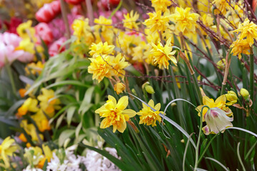 Spring garden. Yellow terry daffodils in the foreground. Blurred spring background.