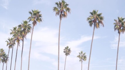 Row of palm trees on street in waterfront beachfront city near Los Angeles and Santa Monica,...