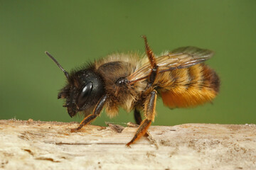 Detailed closeup on a female European red mason bee, Osmia rufa sitting on a twig