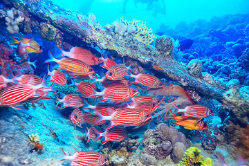 coral fish in the red sea underwater photo