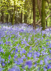 Amazing views as the Bluebells and Wild Garlic bloom in Bothal Woods, Morpeth, Northumberland
