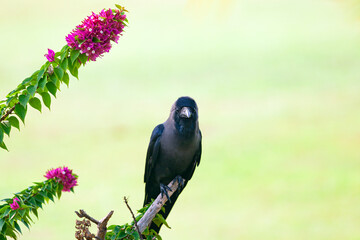 A crow sitting alone in close-up. Filmed in GOA