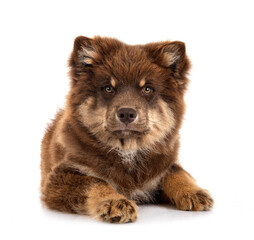Finnish Lapphund in studio