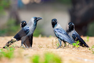 A flock of crows on the ground close-up. Filmed in GOA....
