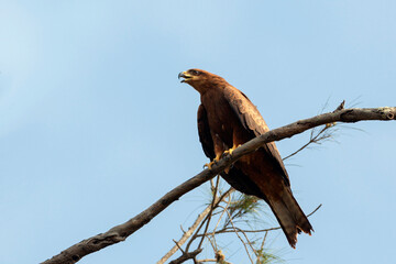 An eagle sits on a branch and looks into the distance