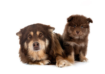 puppy and adult Finnish Lapphund in studio