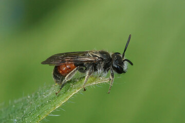 Closeup on a colorful red girdled mining bee, male Andrena labiata , sitting on the tip of a plant