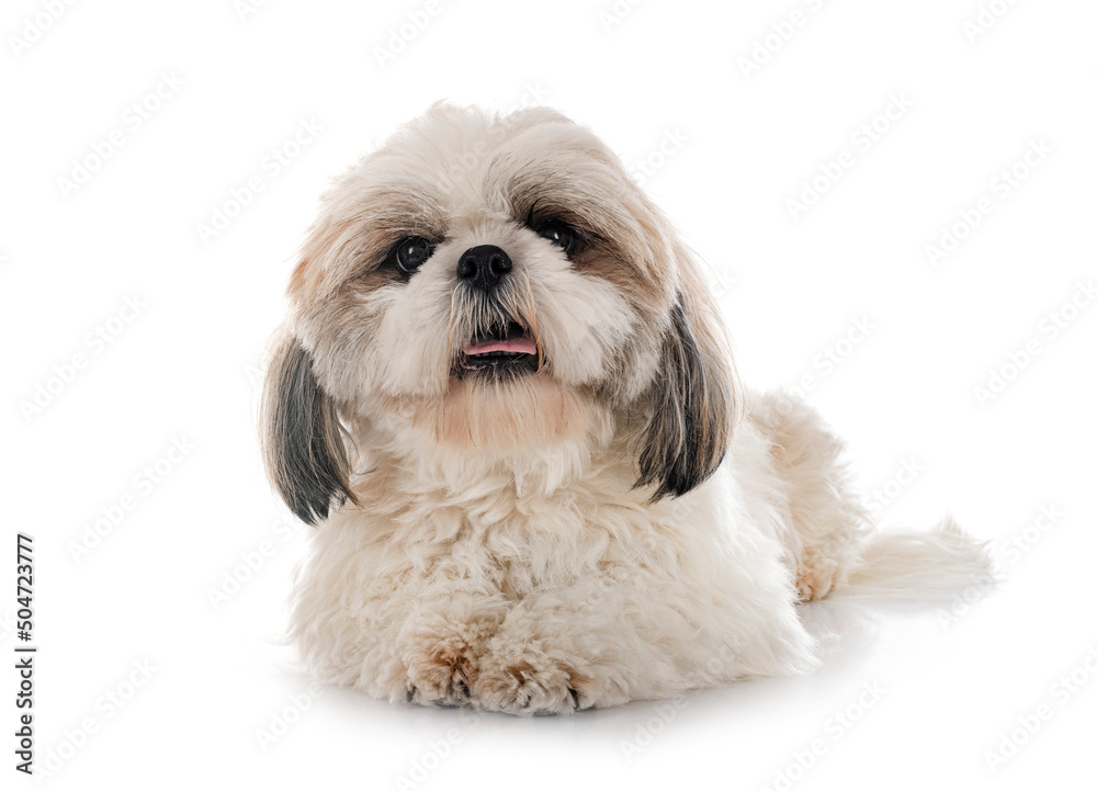 Sticker shih tzu in studio