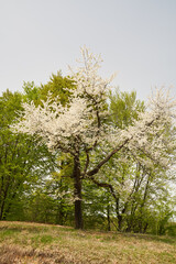 Obraz premium Wild cherry tree blossom
