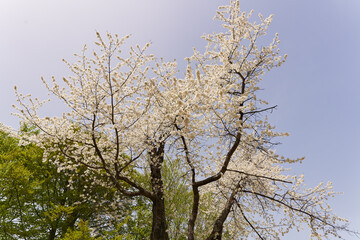 Wild cherry tree blossom