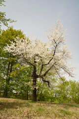 Wild cherry tree blossom
