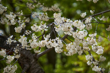 Wild cherry tree blossom