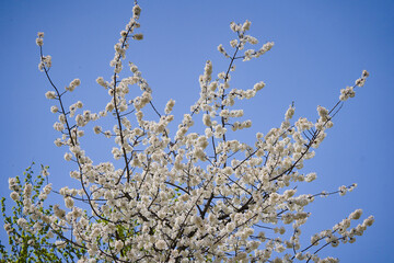 Wild cherry tree blossom