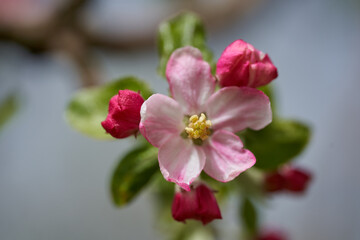 Pink red apple flowers in the tree