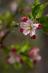 Pink red apple flowers in the tree