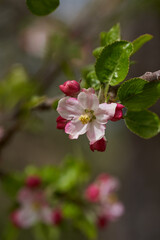 Pink red apple flowers in the tree