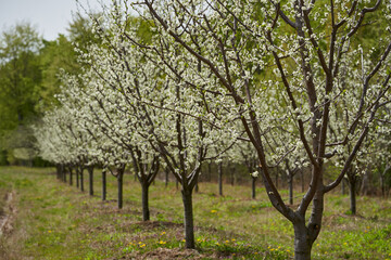 Blooming plum trees
