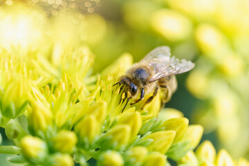 Bee on yellow flower. Defocused nature yellow and green background.