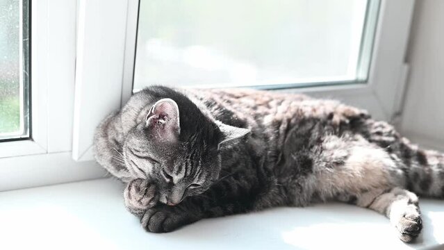 Grey tabby cat lies on the white sunlit window sill and carefully licks its forepaw grooming itself. Slow motion